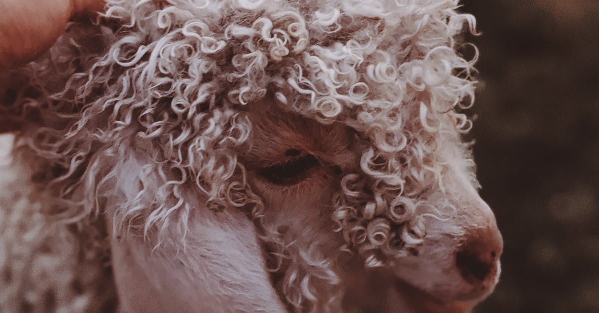 Cost-Benefit Analysis of Artificial Turf for Brisbane Homes